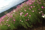 富山の見所♡