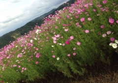 富山の見所♡