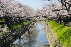 お花見