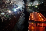 夜桜♡♡♡
