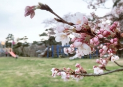 お花見