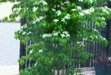 ヤマボウシ